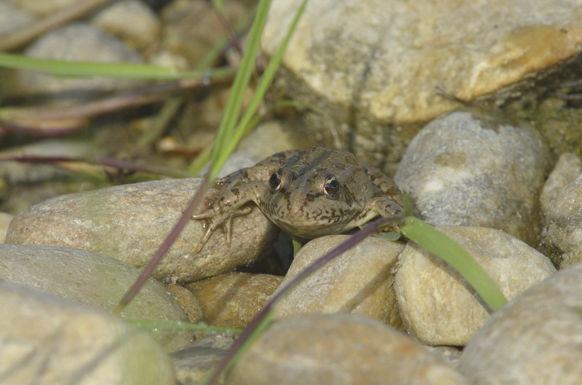 Rana da identificare - Pelophylax sp. (TO)